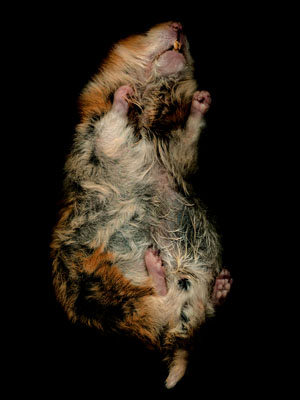 RCA Photography 2007 - Simon Ward
